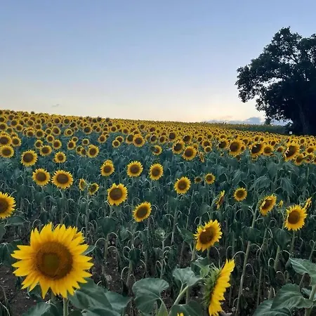 Casale Armonia Massa Martana