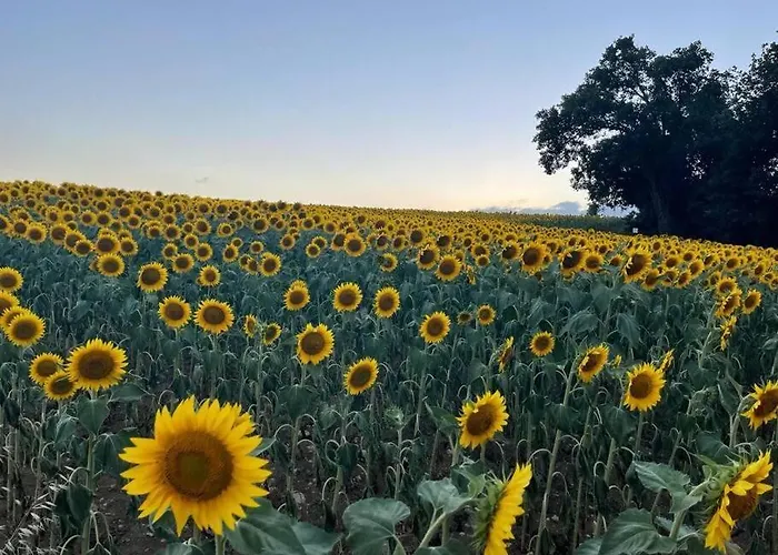 Casale Armonia 马萨马尔塔纳